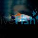 Mickey Mouse Red and White Platy 4cm