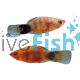 Mickey Mouse Tiger platy