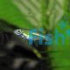 Green Neon Rasbora