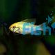 Ramirezi Gold Head Electric Blue
