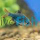 Moss Green Tiger Barb
