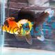 Oranda Multi-Colour