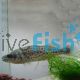 Murray COD