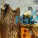 Mystery Purple Foot Snail - Large