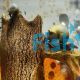 Mystery Purple Foot Snail