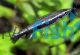 Rocket Tail Pencilfish 3cm