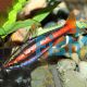 Red Dwarf Pencilfish