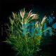 Needle Ludwigia Bunch