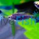 Black Emperor Tetra