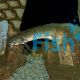 Australian Lungfish 8-10cm