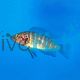 Neolamprologus Mustax Savoryi 5cm