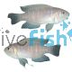 Neolamprologus Brevis - Sun Spot 