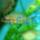 Princess Cichlid Fulwe Rocks - Greenface 