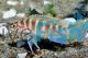 Neolamprologus Cylindricus 2cm