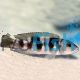 Lepidiolamprologus Hecqui