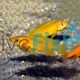 Orange Lemon Cichlid 4cm