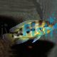Neolamprologus Six Bar Gold 4.5cm