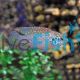 Neon Jewel Cichlid