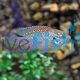 Neon Jewel Cichlid
