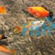 Neon Swordtail 