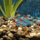 Neon Tetra