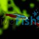 Neon Tetra