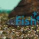 Catfish Black 