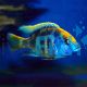 Nimbochromis venustus 