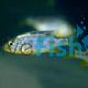 Nimbochromis Venustus 