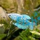 Opaline Gourami