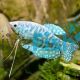 Opaline Gourami 