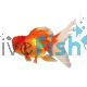 Crown-head-oranda