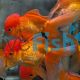 Oranda Red 