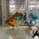 Solid Red Cover Discus 7cm
