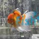 Oranda Orchid Tail