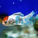 Oranda Red Cap