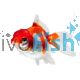 Red & White Oranda