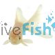 Oranda White