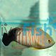 Orange-Lined Angelfish 