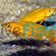 Orange Lemon Cichlid