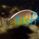 Orange Skunk Clownfish