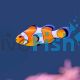 Clownfish Orange & White - Small