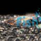 Neon Blue Rice Fish