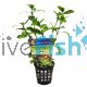 Assorted Submersed Plants - Pot