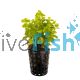 Gold Pennywort - Emersed Pot