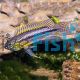 Pair Apisto. Bitaeniata Red Back - Select 