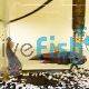 Pair Betta Compuncta Orini 5cm