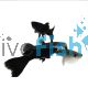 Pair Black Moscow Guppy 