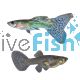 Pair Blue Grass Guppy