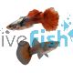 Pair Elephant Ear Mogano Red Guppy